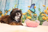 Maria, a female Shih Tzu for sale in Norwood, MO – Photo 5 of 6