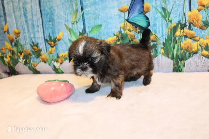 Maria – Shih Tzu puppy for sale in Norwood, MO