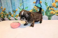 Maria, a female Shih Tzu for sale in Norwood, MO – Photo 1 of 6