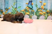 Maria, a female Shih Tzu for sale in Norwood, MO – Photo 4 of 6