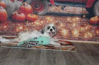 Tucker, a male Shih Tzu for sale in Norwood, MO – 5 of 9