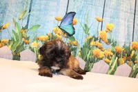 Wesley, a male Shih Tzu for sale in Norwood, MO – Photo 4 of 5