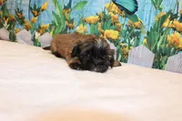 Wesley, a male Shih Tzu for sale in Norwood, MO – Photo 3 of 5