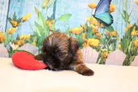 Wesley, a male Shih Tzu for sale in Norwood, MO – Photo 2 of 5