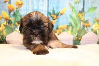 Wesley, a male Shih Tzu for sale in Norwood, MO – Photo 5 of 5