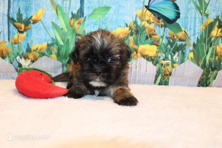 Wesley – Shih Tzu puppy for sale in Norwood, MO