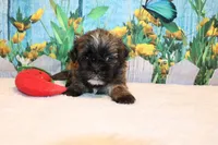 Wesley, a male Shih Tzu for sale in Norwood, MO – Photo 1 of 5