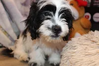 Freckles, a male Shichon for sale in Norwood, MO – 4 of 10