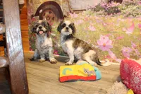 Sam, a male Shih Tzu for sale in Norwood, MO – 3 of 8
