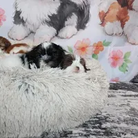 Brady, a male Shih Tzu for sale in Norwood, MO – Photo 2 of 10