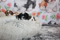 Brady, a male Shih Tzu for sale in Norwood, MO – Photo 2 of 10