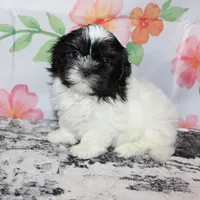 Brady, a male Shih Tzu for sale in Norwood, MO – Photo 5 of 10