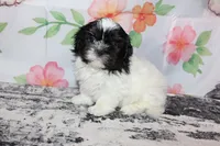 Brady, a male Shih Tzu for sale in Norwood, MO – Photo 5 of 10