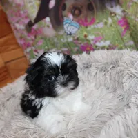 Brady, a male Shih Tzu for sale in Norwood, MO – Photo 8 of 10