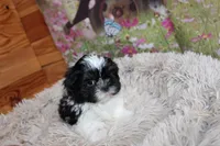 Brady, a male Shih Tzu for sale in Norwood, MO – Photo 8 of 10