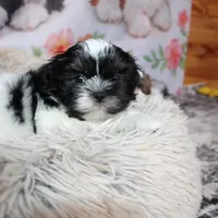 Brady, a male Shih Tzu for sale in Norwood, MO – Photo 1 of 10