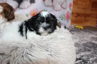 Brady, a male Shih Tzu for sale in Norwood, MO – Photo 1 of 10