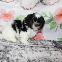 Brady, a male Shih Tzu for sale in Norwood, MO – Photo 3 of 10