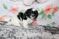 Brady, a male Shih Tzu for sale in Norwood, MO – Photo 3 of 10
