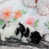 Brady, a male Shih Tzu for sale in Norwood, MO – Photo 6 of 10