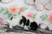 Brady, a male Shih Tzu for sale in Norwood, MO – Photo 6 of 10