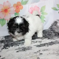 Brady, a male Shih Tzu for sale in Norwood, MO – Photo 7 of 10