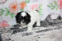 Brady, a male Shih Tzu for sale in Norwood, MO – Photo 7 of 10