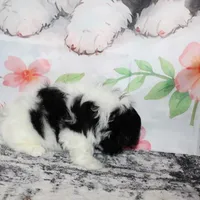 Brady, a male Shih Tzu for sale in Norwood, MO – Photo 4 of 10