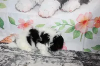 Brady, a male Shih Tzu for sale in Norwood, MO – Photo 4 of 10