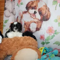 Brady, a male Shih Tzu for sale in Norwood, MO – Photo 9 of 10