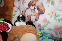 Brady, a male Shih Tzu for sale in Norwood, MO – Photo 9 of 10