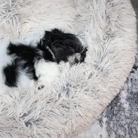 Brady, a male Shih Tzu for sale in Norwood, MO – Photo 10 of 10