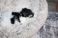 Brady, a male Shih Tzu for sale in Norwood, MO – Photo 10 of 10