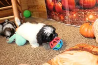 Ryker, a male Shih Tzu for sale in Norwood, MO – Photo 10 of 10