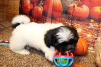 Ryker, a male Shih Tzu for sale in Norwood, MO – Photo 2 of 10