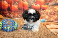Ryker, a male Shih Tzu for sale in Norwood, MO – Photo 1 of 10