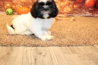 Ryker, a male Shih Tzu for sale in Norwood, MO – Photo 7 of 10