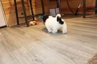 Ryker, a male Shih Tzu for sale in Norwood, MO – Photo 8 of 10