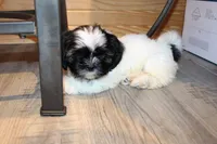 Ryker, a male Shih Tzu for sale in Norwood, MO – Photo 6 of 10