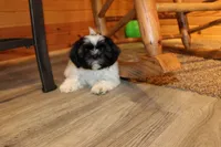 Ryker, a male Shih Tzu for sale in Norwood, MO – Photo 5 of 10