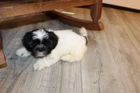 Ryker, a male Shih Tzu for sale in Norwood, MO – Photo 3 of 10