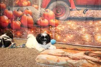 Ryker, a male Shih Tzu for sale in Norwood, MO – Photo 4 of 10