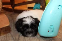 Ryker, a male Shih Tzu for sale in Norwood, MO – Photo 9 of 10