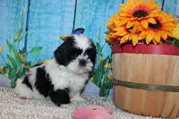 Lola, a female Shih Tzu for sale in Norwood, MO – 10 of 10