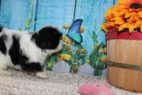 Lola, a female Shih Tzu for sale in Norwood, MO – 6 of 10