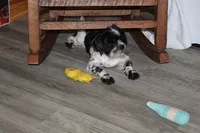 Jackson, a male Shih Tzu for sale in Norwood, MO – 3 of 10