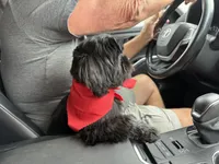 Blackie, a male Shih Tzu for sale in Norwood, MO – Photo 3 of 7