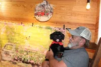 Blackie, a male Shih Tzu for sale in Norwood, MO – Photo 7 of 7