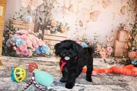 Blackie, a male Shih Tzu for sale in Norwood, MO – Photo 1 of 7
