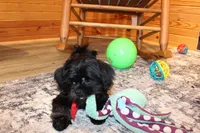 Blackie, a male Shih Tzu for sale in Norwood, MO – Photo 6 of 7